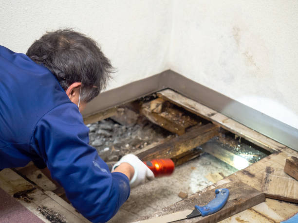Best Attic Mold Remediation in Slayton, MN