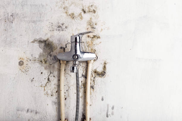 Best Industrial Mold Remediation in Slayton, MN