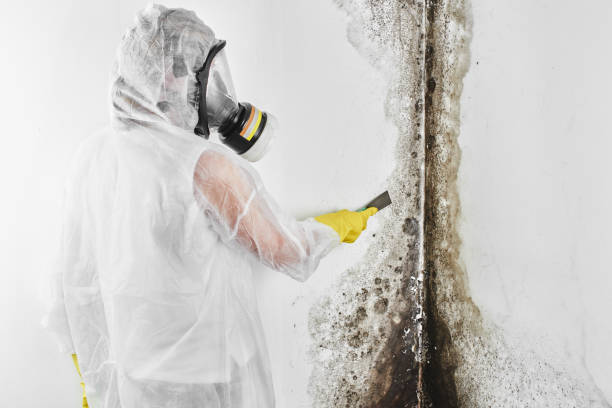Best Post-Flood Mold Remediation in Slayton, MN