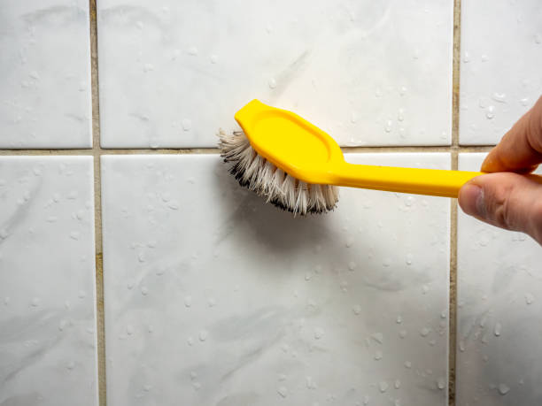 Best Basement Mold Remediation in Slayton, MN
