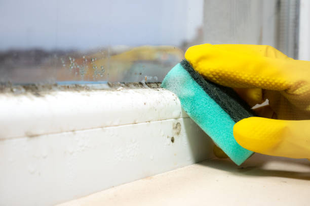 Slayton, MN Mold Remediation Company
