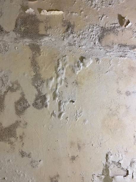 Best Commercial Mold Remediation in Slayton, MN